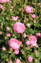 ピンクのバラ