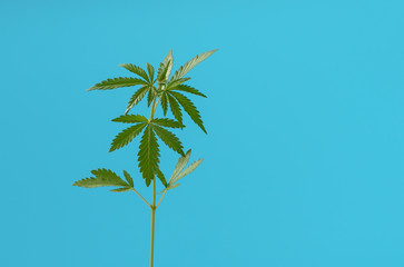 Obraz premium Cannabis plant at early flowering stage close up