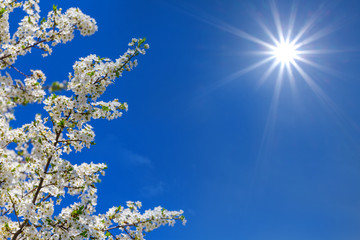 beautiful closeup cherry tree branch in a white blossom on a blue sky background