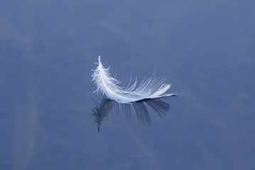 White feather on water