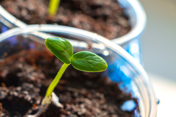 Growing seedlings for a country house at home on a windowsill in glasses