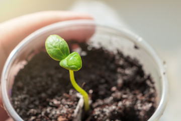 Growing seedlings for a country house at home on a windowsill in glasses