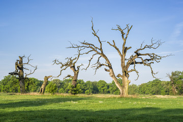 Stare Dęby na łące. Dolina Warty w Rogalinie © Piotr Szpakowski