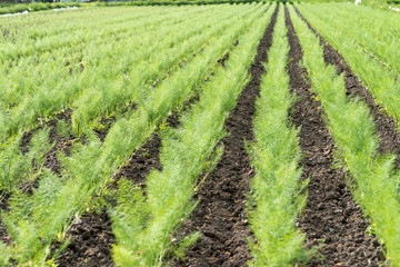 Fototapeta na wymiar Agriculture field of lined Dill plants 