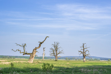 Stare Dęby na łące. Dolina Warty w Rogalinie © Piotr Szpakowski