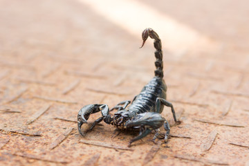 venom of scorpion is the end of tail