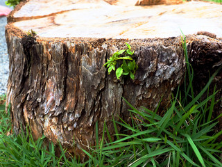  Sprout growing on an  tree stump in lawn