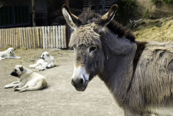 Donkey in field