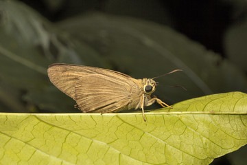 Brown Awl, Badamia sp, Hesperiidae, Aarey milk colony Mumbai , India