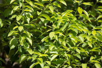 Young Leaf of Cinnamomum camphora tree