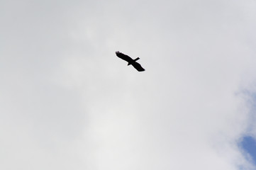 bird in the sky