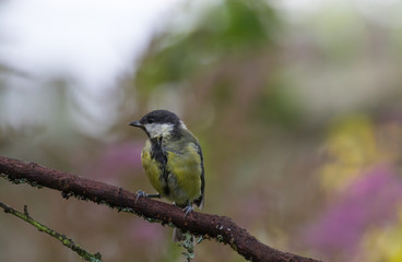 Tit (Parus major) on the branch of tree in a forest. Blurred natural background. Selective focus