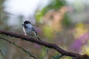 Poecile on the branch of tree in a forest. Blurred natural background. Selective focus