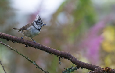 Tit (Parus cristatus) on the branch of tree in a forest. Blurred natural background. Selective focus