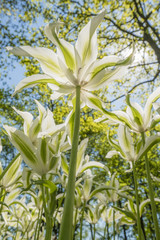 colorful tulips are in full bloom and directed towards the sun with their beautiful colors against a blue sky