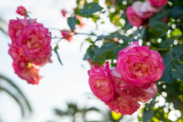 Spring flowers in Halkidiki, Greece