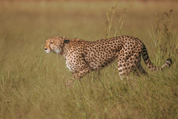 African cheetah, Masai Mara National Park, Kenya, Africa. Cat in nature habitat. Greeting of cats (Acinonyx jubatus)	