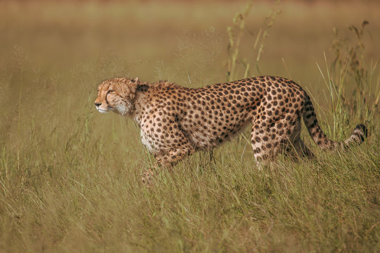 African cheetah, Masai Mara National Park, Kenya, Africa. Cat in nature habitat. Greeting of cats (Acinonyx jubatus)	