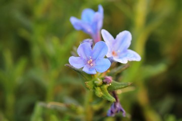 Macro picture of Lithodora flowers, soft perspective, blurry background, morning sun