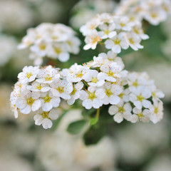Fototapeta premium Spiraea flower. white spiraea flower.