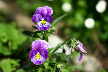 Fototapeta premium Viola arvensis