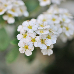 Spiraea flowering, small flowers