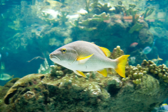 Gerres cinereus - Moiarra pinna gialla
