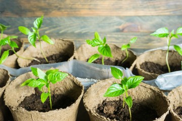 vegetable seedlings in peat pots and trays