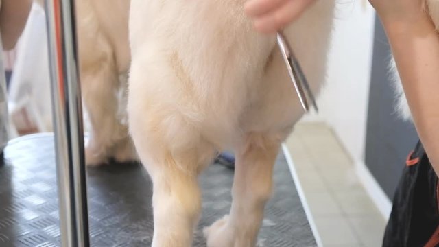 Grooming a golden retriever in the grooming salon. Professional care for the dog.