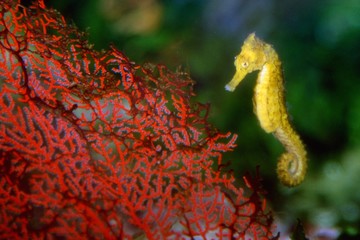 Hippocampus reidi - Cavalluccio marino brasiliano gigante