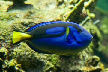 Paracanthurus hepatus - Pesce chirurgo blu