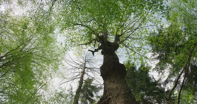 Upper branches of a tree, tilt left, 4k