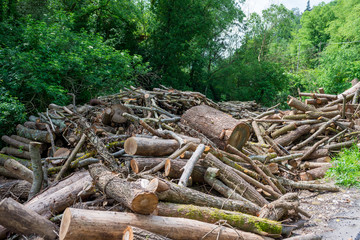 Freshly cut wood on the edge of a forest