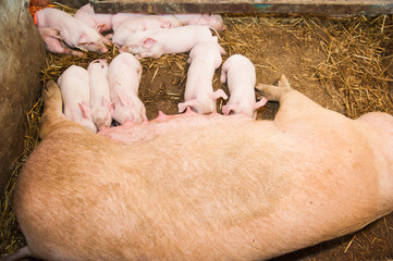 Little pigs breastfeeding in a pig farm