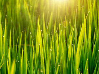 Water drops on rice leaves