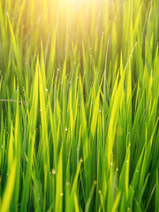 Water drops on rice leaves