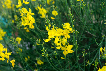 Decorative flowers in blossom during spring in Halkidiki, Greece