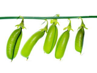 Close up of Crotalaria spectabilis plant.