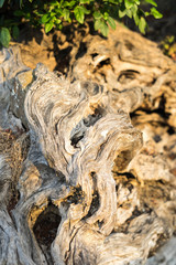 Decorative olive tree root, in a garden in Halkidiki, Greece