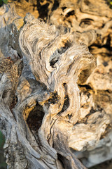 Decorative olive tree root, in a garden in Halkidiki, Greece
