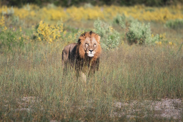Mighty Lion watching the lionesses who are ready for the hunt in Masai Mara, Kenya (Panthera leo)	