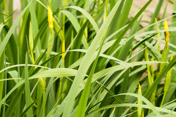 Yellow iris