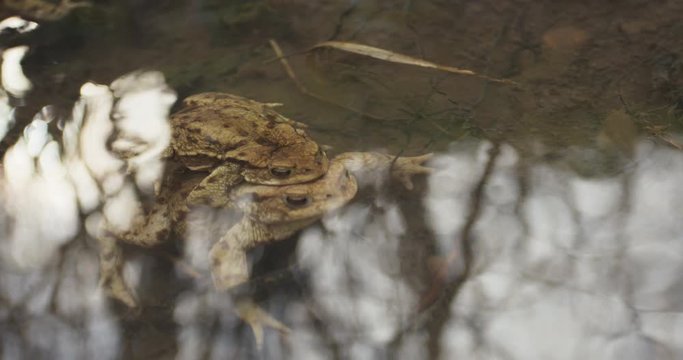 Two common toad under the water, 4k