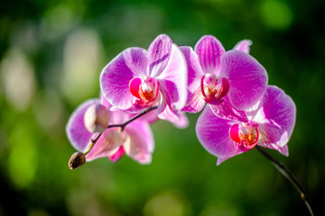 Fototapeta premium Purple Orchid branch on green natural background 