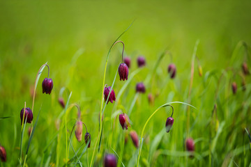 closeup beautiful bell flowers in a grass