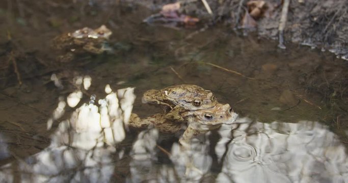 Two common toad in the water, 4k