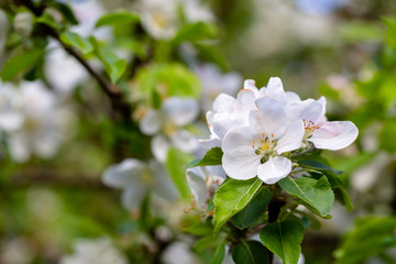 Fototapeta na wymiar Blossoming apple apple tree in orchard. Macro apple flower on apple tree branch