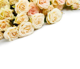 Beautiful roses isolated on white background