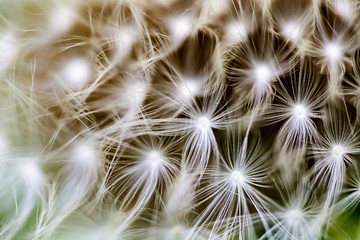 Dandelion, Taraxacum, seeds connected to flower head super macro