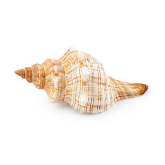 Seashell isolated on white background